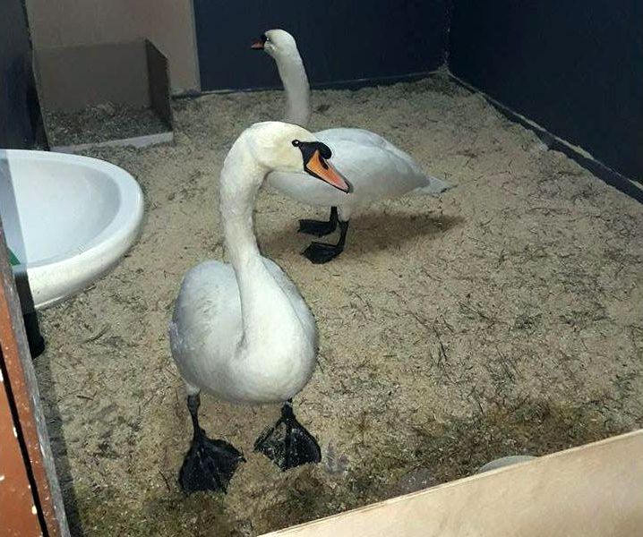 2017 01 06 gde zimuyut obitateli gomelskogo