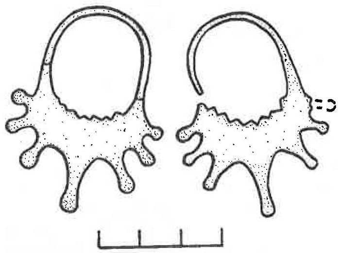 1998 grad radimichej4